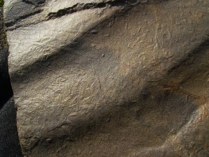 Große Arthropodenfährtenplatte aus dem Devon