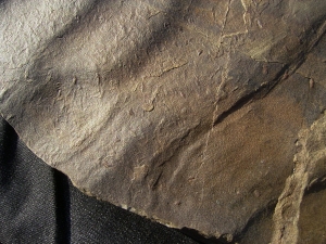 Große Arthropodenfährtenplatte aus dem Devon