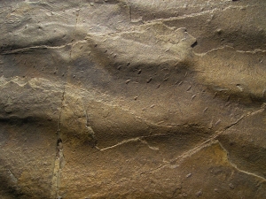 Große Arthropodenfährtenplatte aus dem Devon