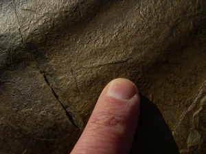Große Arthropodenfährtenplatte aus dem Devon