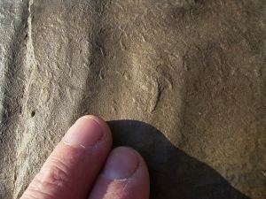 Große Arthropodenfährtenplatte aus dem Devon