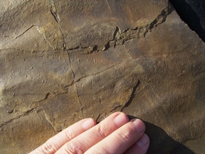 Große Arthropodenfährtenplatte aus dem Devon