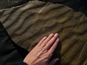 Große Arthropodenfährtenplatte aus dem Devon