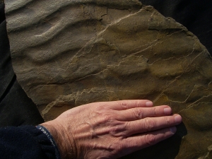 Große Arthropodenfährtenplatte aus dem Devon