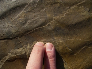 Große Arthropodenfährtenplatte aus dem Devon