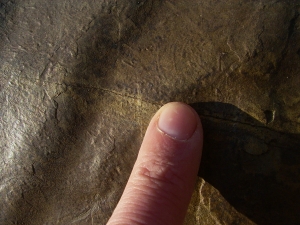Große Arthropodenfährtenplatte aus dem Devon