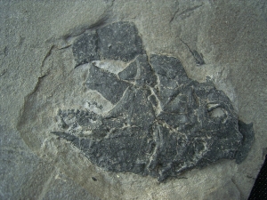 Millerosteus minor