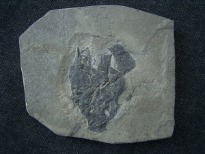 Millerosteus minor