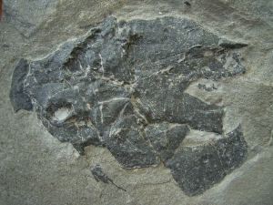 Millerosteus minor