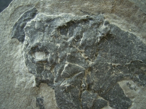 Millerosteus minor