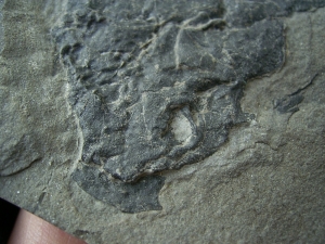 Millerosteus minor
