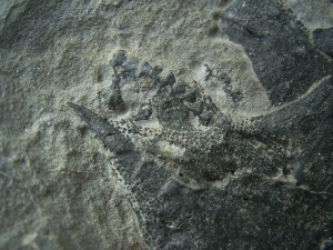 Millerosteus minor