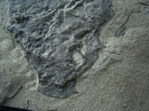 Millerosteus minor