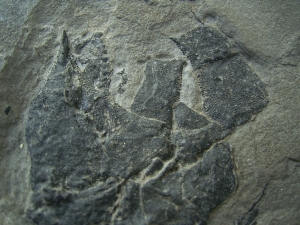 Millerosteus minor
