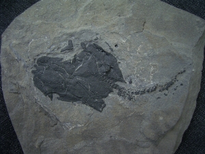 Millerosteus minor