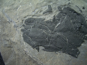 Millerosteus minor
