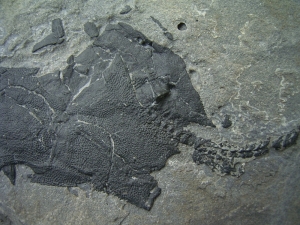 Millerosteus minor