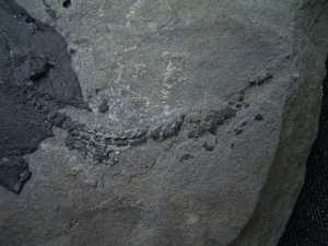 Millerosteus minor