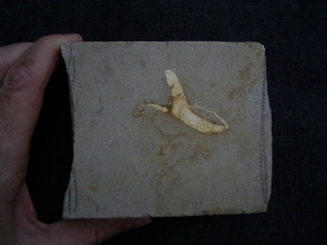 Dinosaur bone from Germany