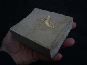 Dinosaur bone from Germany