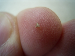 Cynodontier Zahn - frühes Säugetier-ähnliches Reptil