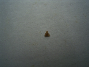 Cynodontier Zahn - frühes Säugetier-ähnliches Reptil