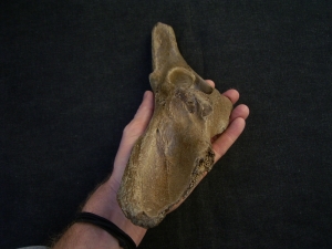 Höhlen-Löwe Beckenknochen