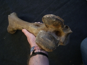 Bison Oberschenkelknochen