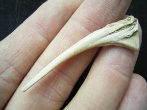 Knochenfisch Flossenstachel