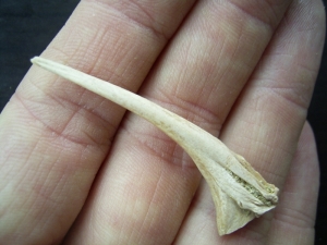 Knochenfisch Flossenstachel