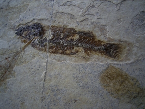 Vogelfeder, Fisch und Blatt auf einer Platte