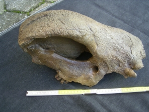 Rhino skull fragment with teeth