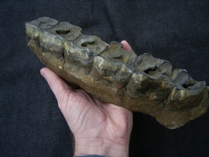 Forest Rhino Stephanorhinus kirchbergensis jaw