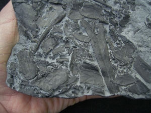 Pteraspis Bonebed