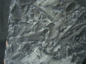Pteraspis Bonebed