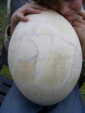 Elefantenvogel - Ei, Aepyornis maximus #2