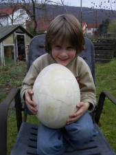 Elefantenvogel - Ei, Aepyornis maximus #2