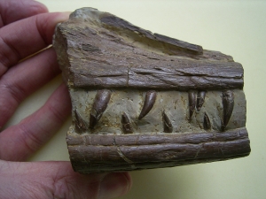 Phytosaurus Schädelteil und Unterkieferstück