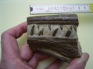 Phytosaurus Schädelteil und Unterkieferstück