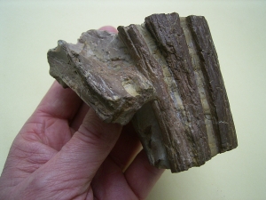 Phytosaurus Schädelteil und Unterkieferstück