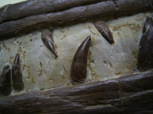 Phytosaurus Schädelteil und Unterkieferstück