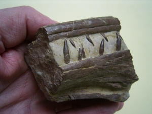 Phytosaurus Schädelteil und Unterkieferstück