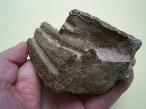 Phytosaurus Schädelteil und Unterkieferstück