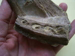 Phytosaurus Schädelteil und Unterkieferstück