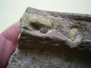 Phytosaurus Schädelteil und Unterkieferstück