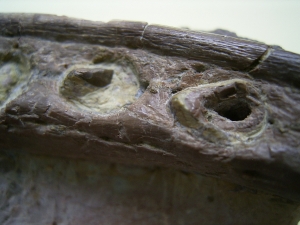 Phytosaurus Schädelteil und Unterkieferstück