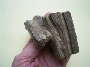 Phytosaurus Schädelteil und Unterkieferstück