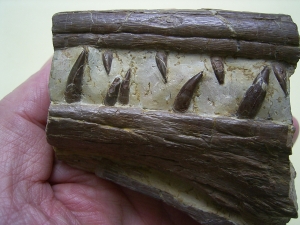 Phytosaurus Schädelteil und Unterkieferstück