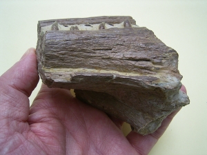 Phytosaurus Schädelteil und Unterkieferstück