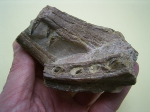 Phytosaurus Schädelteil und Unterkieferstück